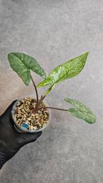 Alocasia Boyceana Shattered Glass, Ophalen of Verzenden, Halfschaduw, Minder dan 100 cm