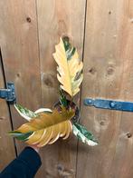 Philodendron caramel marble plant pink gold variegata roze, Huis en Inrichting, Kamerplanten, Ophalen of Verzenden, Halfschaduw