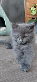De liefste kittens; hypoallergeen(maincoon/ syberische bosk), Dieren en Toebehoren, Katten en Kittens | Raskatten | Langhaar