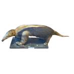 Antieke Opgezette Tamandua, Ophalen of Verzenden, Gebruikt, Vogel, Opgezet dier