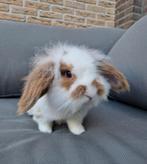 Lief dwerghangoor konijn zoekt nieuw huisje, Dieren en Toebehoren, Konijnen, Mannelijk, Dwerg