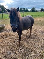 Shetland merrie, Dieren en Toebehoren, Paarden en Pony's | Dekhengsten en Fokmerries, Merrie
