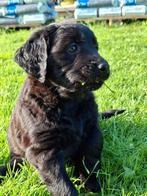 Puppy's golden retriever , blond en zwarte puppies, Dieren en Toebehoren, Honden | Retrievers, Spaniëls en Waterhonden, Golden retriever