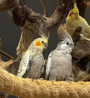 Jonge valkparkieten beschikbaar, Dieren en Toebehoren, Vogels | Parkieten en Papegaaien, Parkiet, Geslacht onbekend
