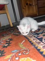 Witte poes kitten kat mannetje, Poes