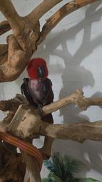 Edelpapegaai pop tam., Dieren en Toebehoren, Vrouwelijk, Tam