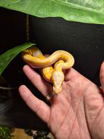 Pastel lavender albino piebald, Dieren en Toebehoren, Reptielen en Amfibieën, Slang, 0 tot 2 jaar