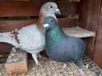 Kleurduif zwart, Dieren en Toebehoren, Vogels | Duiven, Meerdere dieren