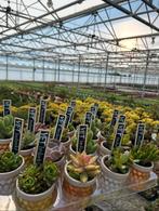 Vetplantjes met wensbordje - Kerstcadeau!, Ophalen, Vetplant, Halfschaduw, In pot