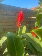 Cannalelies krijgen rode bloemen Cannas zijn Prachtig groot, Volle zon, Vaste plant, Zomer, Ophalen