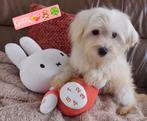 Mooie Sociale Maltezer pups, België, Maltezer, Particulier, 15 weken tot 1 jaar