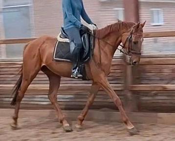 Superbrave 9 jr E pony 1,56(recreatie-manege-sport) beschikbaar voor biedingen