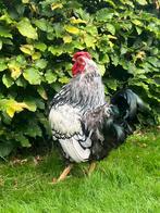 Gratis afhalen Wyandotte haan, Dieren en Toebehoren, Pluimvee, Mannelijk, Kip