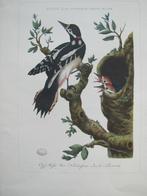 Specht met jongen - vogelgravure, 1960 tot 1980, Ophalen of Verzenden, Zo goed als nieuw, Dier