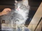 Kruising langharige grijze kitten 10 weken, Poes, 0 tot 2 jaar