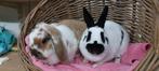 konijnenkoppel Bunny & Jacky uit de opvang zoekt een tehuis!, Dieren en Toebehoren, Konijnen, Groot, Vrouwelijk