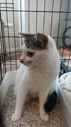 Lieve poes zoekt een nieuw huisje, 0 tot 2 jaar