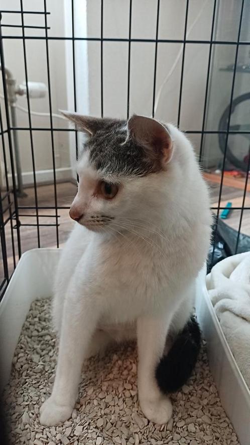 Lieve poes zoekt een nieuw huisje, Dieren en Toebehoren, Katten en Kittens | Dekkaters, 0 tot 2 jaar