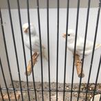 Koppel witte kanaries, Meerdere dieren, Kleurkanarie