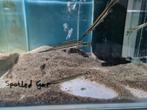 Spotted Gar, Lepisoteus Oculatus, beensnoek, Dieren en Toebehoren, Vis, Zoetwatervis