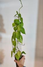 Philodendron lemon lime, Huis en Inrichting, Kamerplanten, Ophalen of Verzenden, Halfschaduw, Minder dan 100 cm