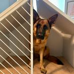 Homie Doghouse - hondenbench, Ophalen, Gebruikt