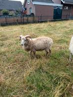 Te koop skudde rammen, Dieren en Toebehoren, Schapen, Geiten en Varkens, Mannelijk, Schaap