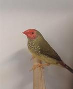 €45,00 koppel binsenastrilde tropische vogels, Dieren en Toebehoren, Meerdere dieren