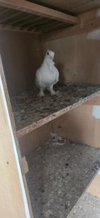 Duiven, Meerdere dieren, Overige soorten