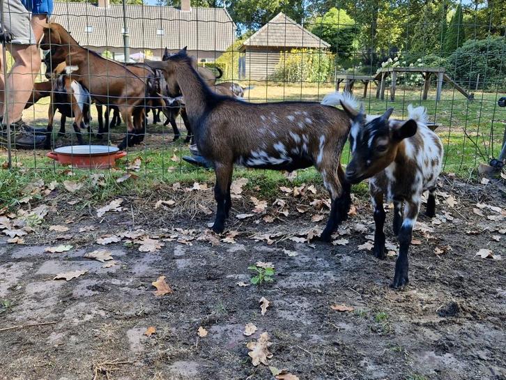 2 mooie dwerggeit bokjes te koop, Dieren en Toebehoren, Schapen, Geiten en Varkens, Geit, Mannelijk, 0 tot 2 jaar