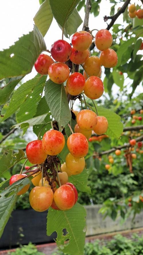 Kersenboom 6-7 meter – vruchtdragend, Tuin en Terras, Planten | Fruitbomen, Kersenboom, 400 cm of meer, Lente, Ophalen