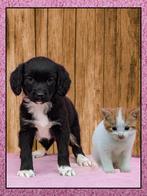 Prachtige friese stabij x border collie pups mogen verhuizen, Dieren en Toebehoren, Overige rassen, 8 tot 15 weken, CDV (hondenziekte)