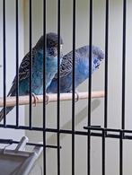 Koppel blackface parkieten, Dieren en Toebehoren, Vogels | Parkieten en Papegaaien, Meerdere dieren, Parkiet, Geringd