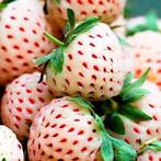  pineberry / ananasaardbei plantjes, Ophalen, Minder dan 100 cm, Overige soorten, Zomer