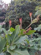 canna zaden, Tuin en Terras, Bloembollen en Zaden, Ophalen of Verzenden, Volle zon, Knol