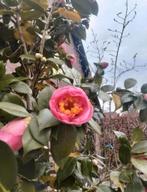 Camellia rood/roze +/- 25 jaar oud nu 225 euro per stuk, Ophalen, Halfschaduw, Overige soorten, 100 tot 250 cm