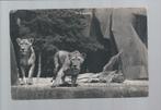 2549 Oude kaart dierentuin Parijs leeuwen, Verzamelen, Ansichtkaarten | Dieren, Wild dier, Ongelopen, Verzenden