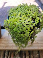 Plant, Ophalen of Verzenden, Overige soorten, Volle zon