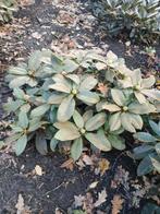 rhododendron, Ophalen, Vaste plant, Overige soorten, Halfschaduw