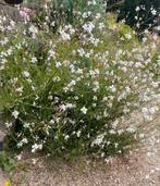 Prachtkaars ‘Gaura’ “Lindheimeri” vaste plant €2, Tuin en Terras, Planten | Tuinplanten, Ophalen, Zomer, Overige soorten, Volle zon