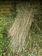Gras bamboe, decoratie, planten stokken stokjes, Ophalen