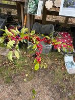 Takken voor in vaas of bloemstuk, Ophalen of Verzenden, Overige soorten, Volle zon