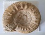 Ammoniet fossiel 3,75 kilo 23x19cm Zuid Frankrijk, Ophalen of Verzenden, Fossiel