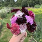 Duifkruid Summer Fruits, Ophalen of Verzenden, Voorjaar, Volle zon, Zaad