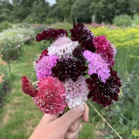Duifkruid Summer Fruits, Tuin en Terras, Bloembollen en Zaden, Zaad, Voorjaar, Volle zon, Ophalen of Verzenden