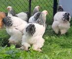 Brahma hennen +- 25 stuks, Dieren en Toebehoren, Pluimvee