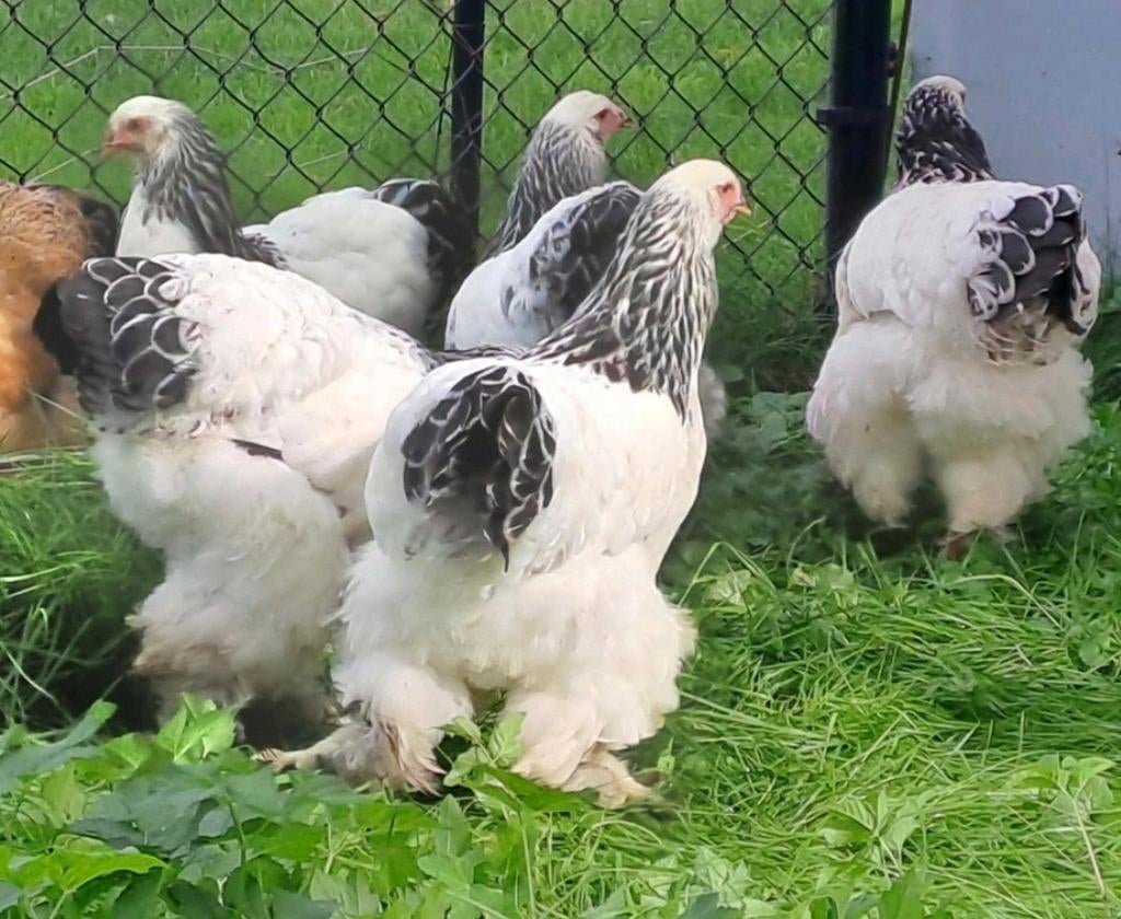 Broedeieren brahma 44 op voorraad, Dieren en Toebehoren, Pluimvee, Kip, Vrouwelijk
