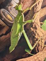 Jungle nimf wandelende tak, Dieren en Toebehoren, Wandelende tak