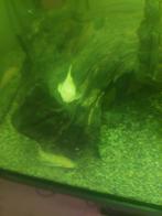 Ancitrus albino algeneter, Dieren en Toebehoren, Vis