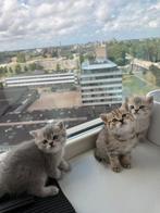 Britse korthaar kittens, Dieren en Toebehoren, Katten en Kittens | Raskatten | Korthaar, Poes, Ontwormd, 0 tot 2 jaar